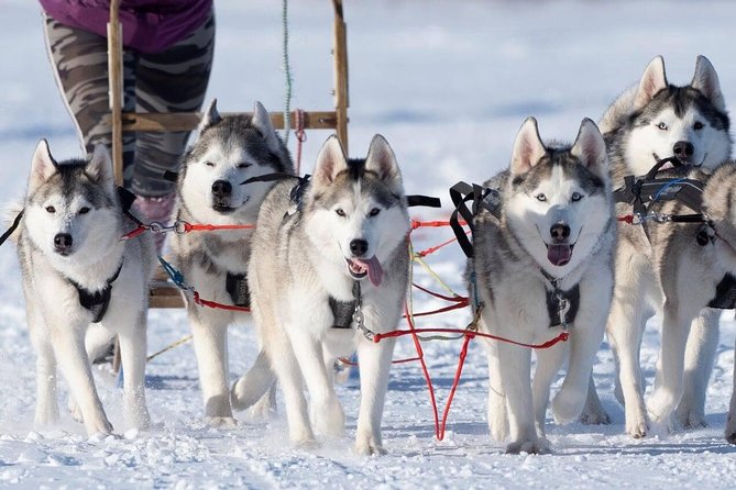 Private 2-Hour Dog Sledding Tour, Akureyri - Common Questions