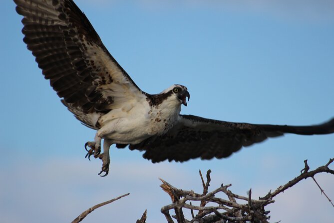 Private 2 Hour Mangrove Ecotour - The Sum Up