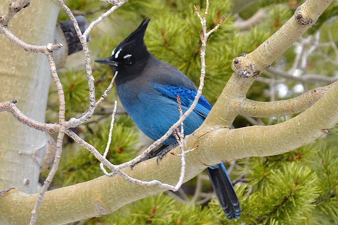 Private Birding Hike in Rocky Mountain National Park - Tips for a Successful Birding Hike