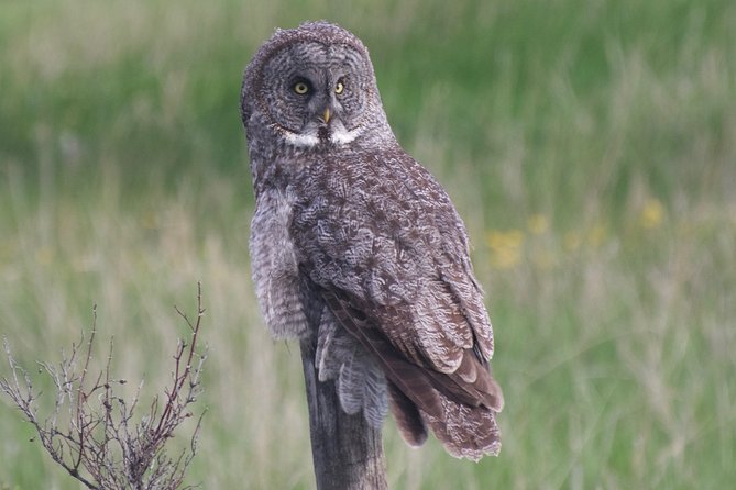Private Birdwatching Activity in Penticton - Duration
