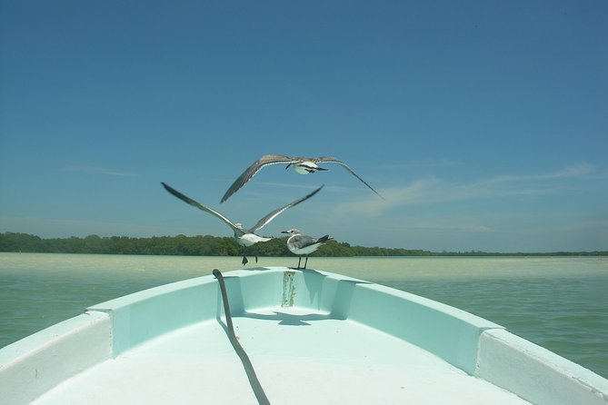 Private Boat to Visit Holbox Surroundings (3-Island Tour) - Isla Pajaros