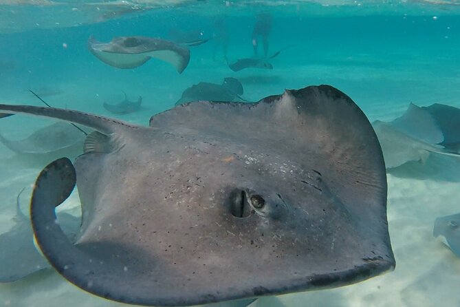 Private Charter 28ft Grady White. Stingrays, Snorkeling, Starfish - Common Questions