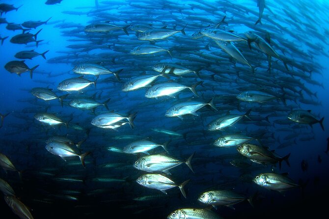 Private Discovery of Underwater Fishing in the Estérel - Environmental Impact of Underwater Fishing in Estérel
