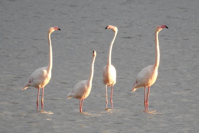 Private Doñana National Park 4x4 - Common Questions