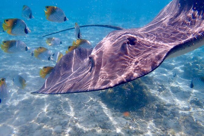 Private Full Day Lagoon Safari and Lunch on a Motu in Bora Bora - Unforgettable Memories Await