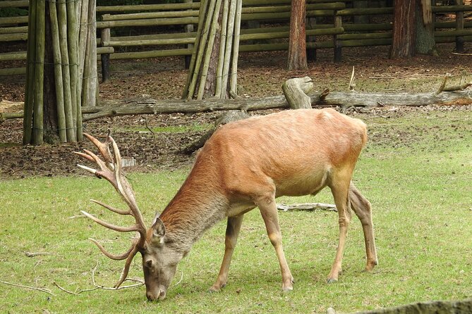 Private Full-Day Tour From Usedom to Wolin National Park - Common Questions