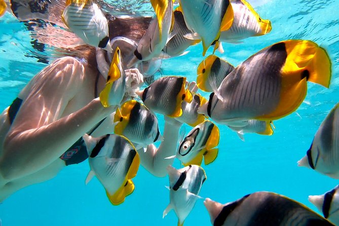 PRIVATE Full Day Tour : Moorea Snorkeling & Sailing on a Catamaran Named Taboo - Important Additional Information