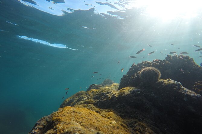Private Guided Snorkeling in Cabo San Lucas - Safety Precautions for Snorkeling in Cabo San Lucas