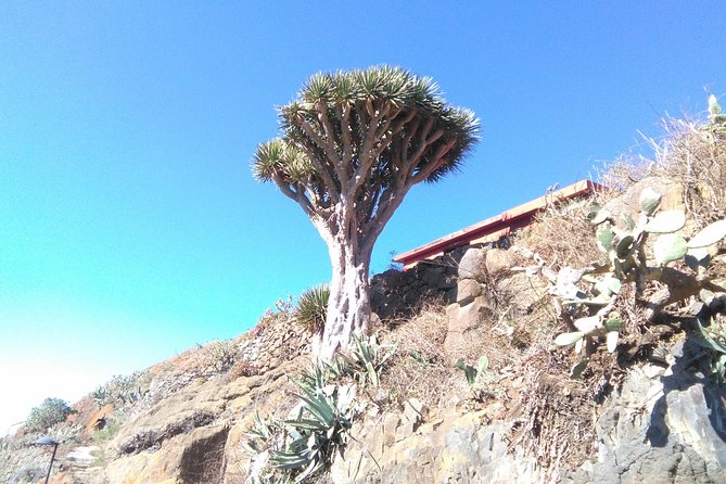 Private Half-Day Anaga Trekking Excursion  - Tenerife - Common Questions