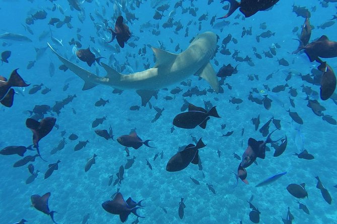 PRIVATE HALF DAY CULTURAL & LAGOON TOUR - Bora Bora Cultural Lagoon Tour - Weather-Dependent Experience
