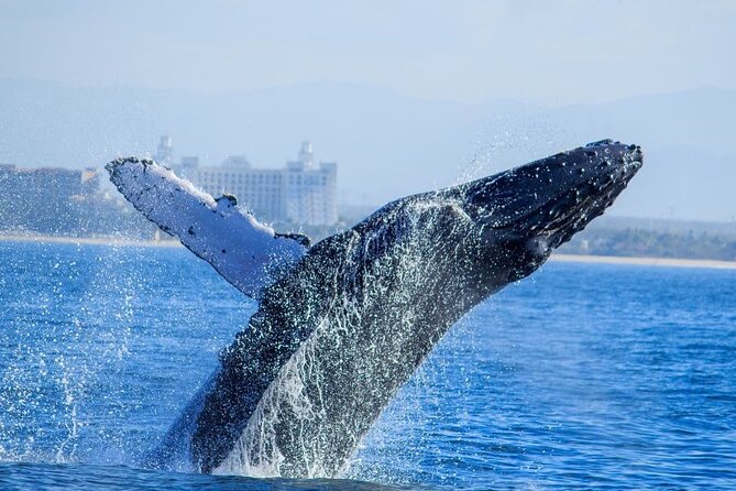 Private Half Day Whale Watching Expedition in Puerto Vallarta - Common Questions