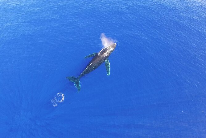 Private Half-Day Whale Watching Tour in Tahiti - Common Questions