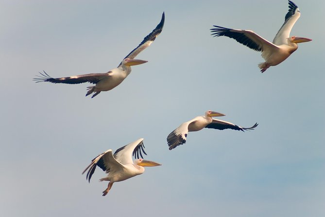 Private Historical Wildlife and Dolphin Cruise South Padre Island - The Sum Up