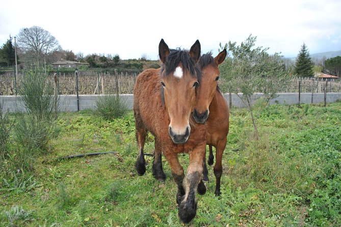 Private Horseback Riding Tour in Sicilian Countryside Tradional Lunch - Common Questions