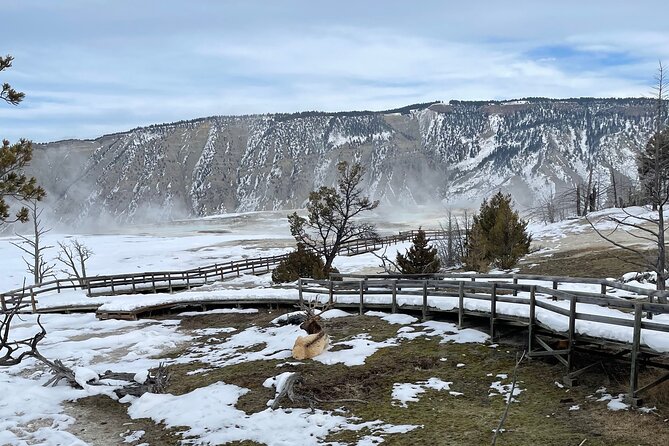 Private Jeep Tour of Yellowstone's Winter Wonderland - Booking Your Private Jeep Tour