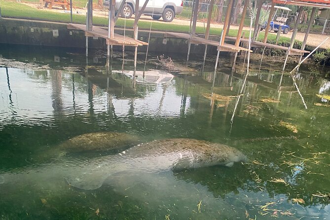 Private Manatee Viewing Cruise - Common Questions