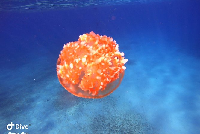 Private Morning Half-Day Snorkeling Trip - Family-Friendly Experience