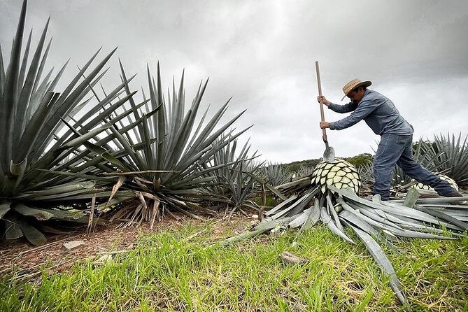 Private One Day Adventure Tour in Tequila and La Fortaleza Distillery - Uncovering the Secrets of Tequila Production