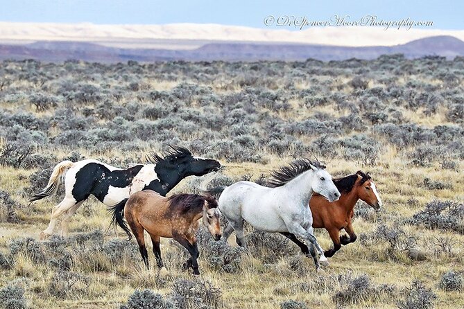 Private Red Canyon Wild Mustang Tour - What To Expect