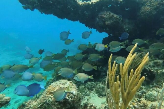Private SCUBA Diving 2 Tank Adventure for Certified Divers With PADI Instructor - Cancellation Policy and Weather Requirements