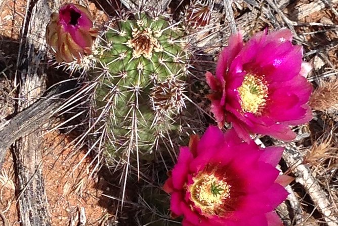 Private Sedona Scenic Full-Day in Luxury Car Tour - Customer Reviews
