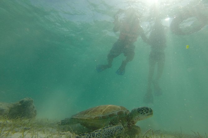 Private Snorkeling Tour With Sea Turtles at Akumal Beach  - Playa Del Carmen - Additional Information