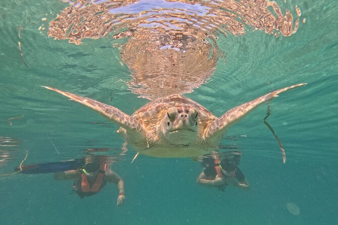 Private Snorkeling With Sea Turtles in Akumal Beach - Common Questions