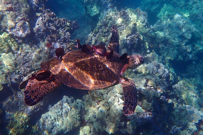 Private South Maui Turtle Town Snorkeling and Kayaking Tour - Highly Recommended by Previous Participants