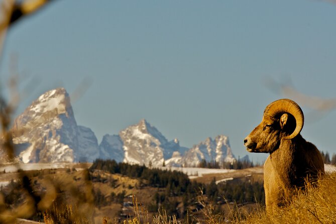 Private Sunset 4-Hour Grand Teton Wildlife Adventure - Pricing Details and Inclusions
