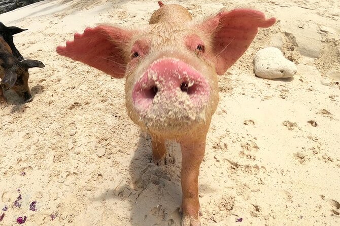 Private Swimming Pigs, Underwater Scooter/Turtles Excursion - Common Questions