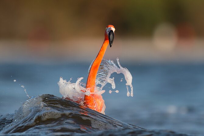 Private Tour Celestun Flamingo Watching and Beach - Tour Highlights