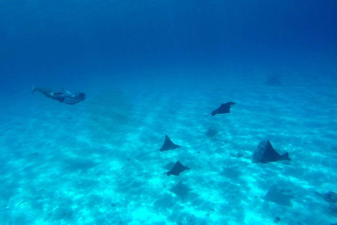 Private Tour: Full-Day Bora Bora Catamaran Sailing and Polynesian Motu Lunch - Common Questions