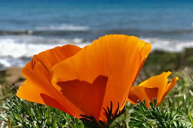 Private Tour of Californias Central Coast (San Luis Obispo-Paso Robles-Cambria) - Additional Information