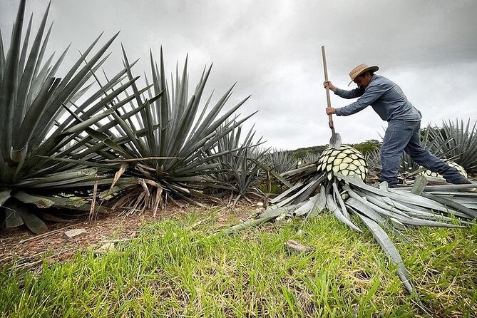 Private Tour One Day in Guachimontones and La Fortaleza Distillery - Insider Tips for an Unforgettable Experience