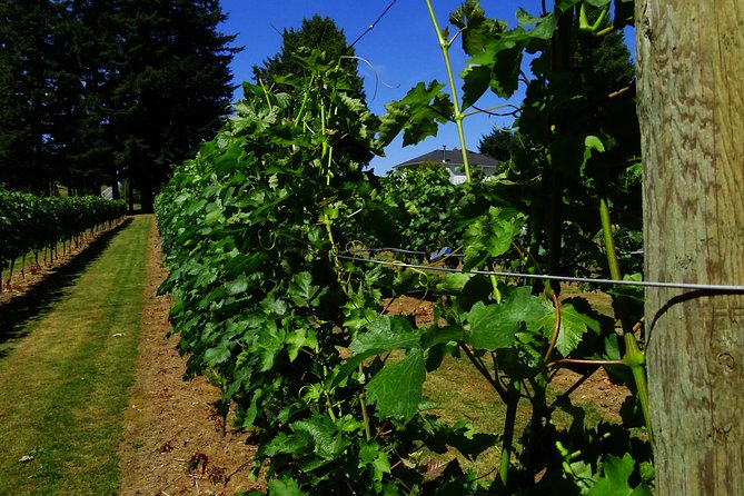 Private Tour: Vancouver Half Day Wine Tasting Tour - Common Questions