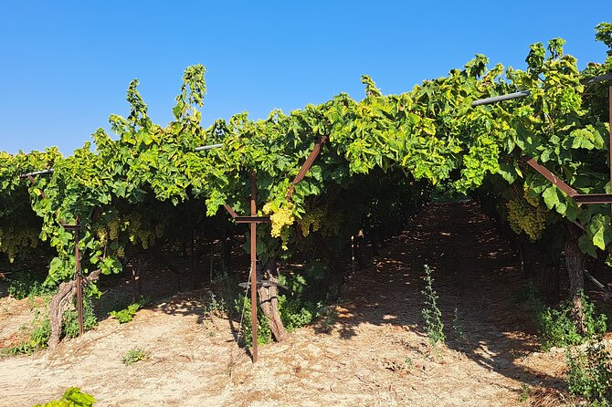 Private Tour - Wine Olive Oil Tasting and Pottery - Booking and Cancellation Policy