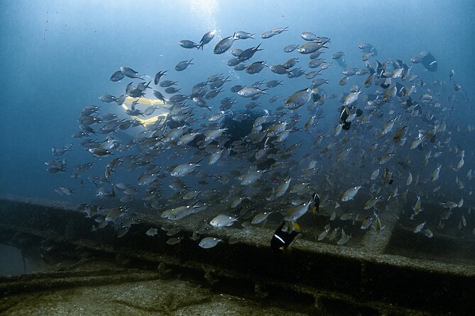 Private Tour Wreck Diving 5 Divers Cabo to La Paz - The Sum Up
