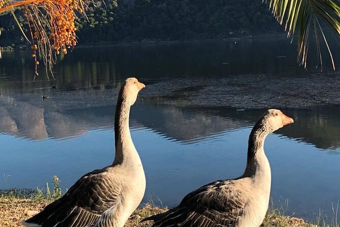 Private Walking Argostoli Expedition - Immerse Yourself in the Local Culture