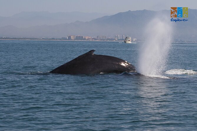 Private Whale Watching Puerto Vallarta - Terms and Conditions