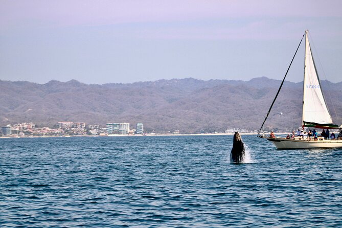 Private Whale Watching Sailing Tour - The Sum Up