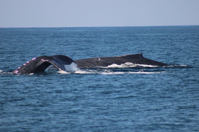 Private Whale Watching Tour in Puerto Vallarta - Meeting and Pickup Details
