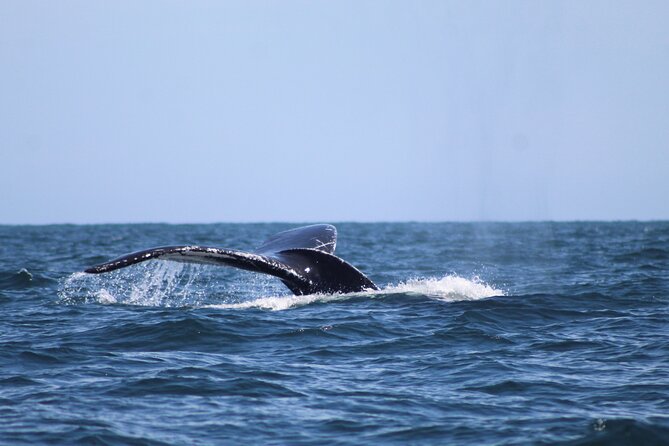 Private Whale Watching Tour!! - Common Questions