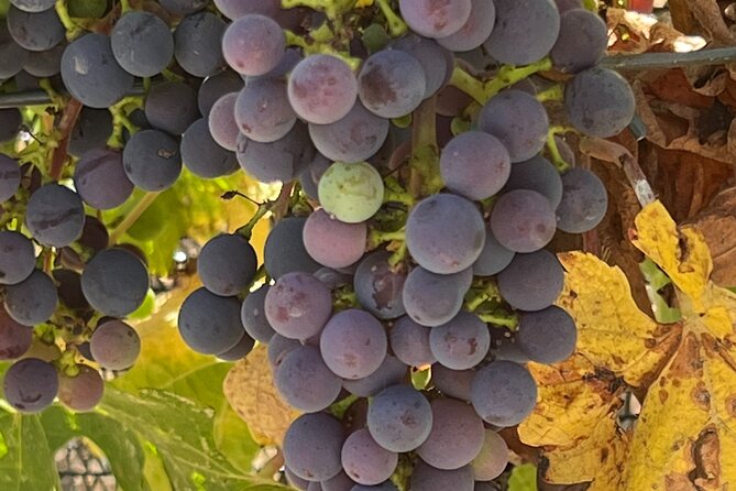 Private Wine Tour in Napa Valley SUV up to 6 Guests - Pickup Details and Cancellation Policy