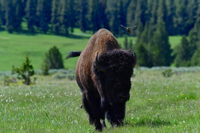 Private Yellowstone Wolf Watching & Wildlife Safari Experience - Common Questions