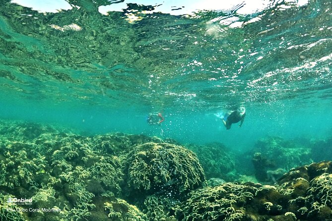 PROFESSIONAL SNORKELING to Explore Hidden Coral Spots (MAX 9 PAX) - Refund Policy