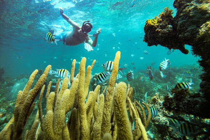 Punta Cana Adult Only Coral Nursery Snorkeling With Seafood Lunch - Common Questions