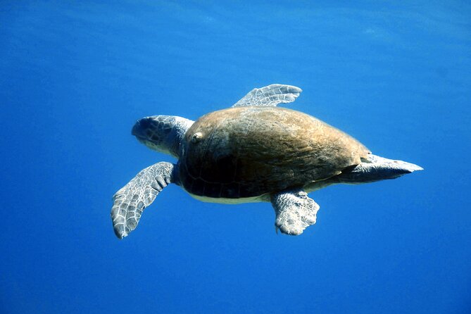 Qualified Diver 1 Tank Dive in Mykonos - Meeting and Pickup