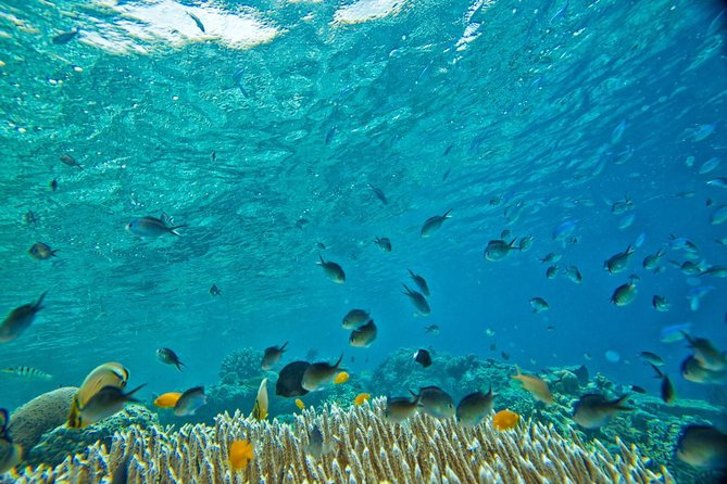 Raya and Coral Speed Boat Snorkeling With Lunch - Contact Information and Support