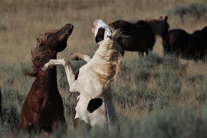 Red Canyon Wild Mustang Tour 5:00 - Highlights of the Tour