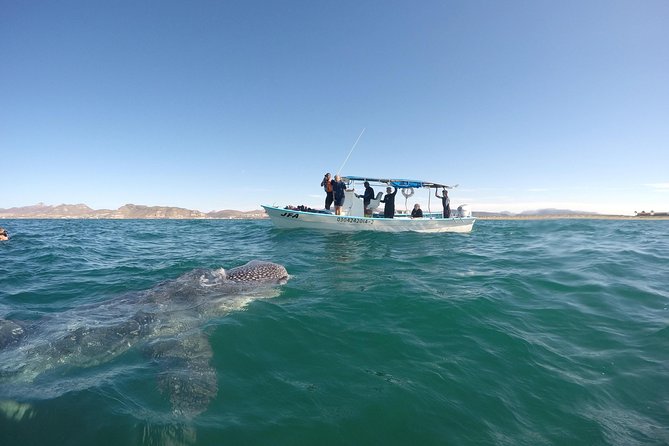 Reduced Group Whale Shark Tour - Additional Information